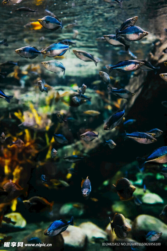 多彩水族馆内的缤纷鱼类