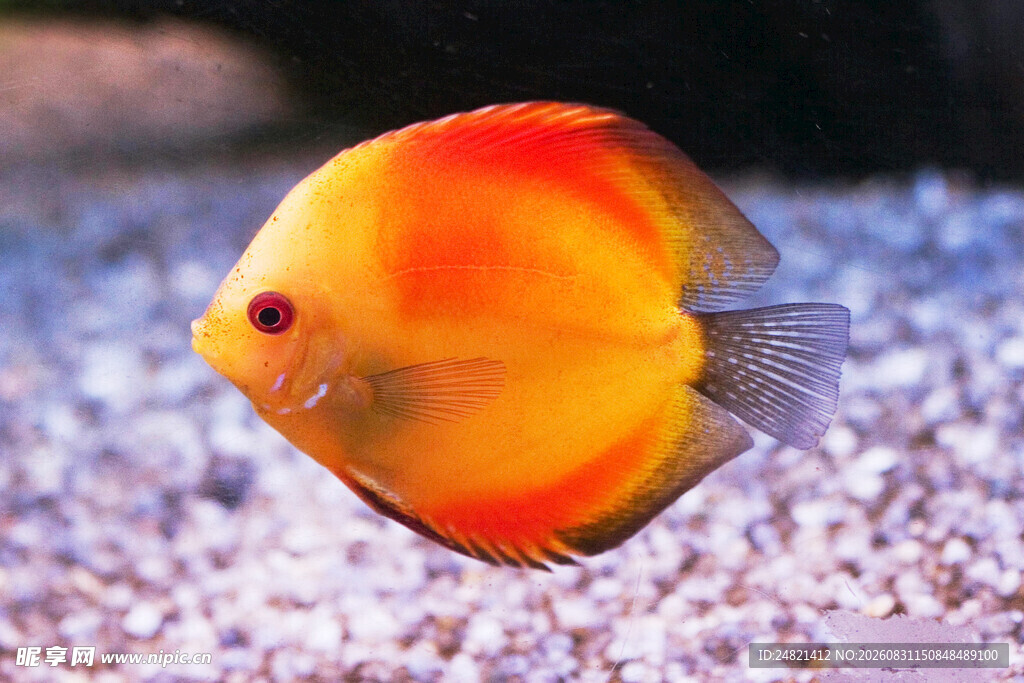 色彩斑斓的热带观赏鱼
