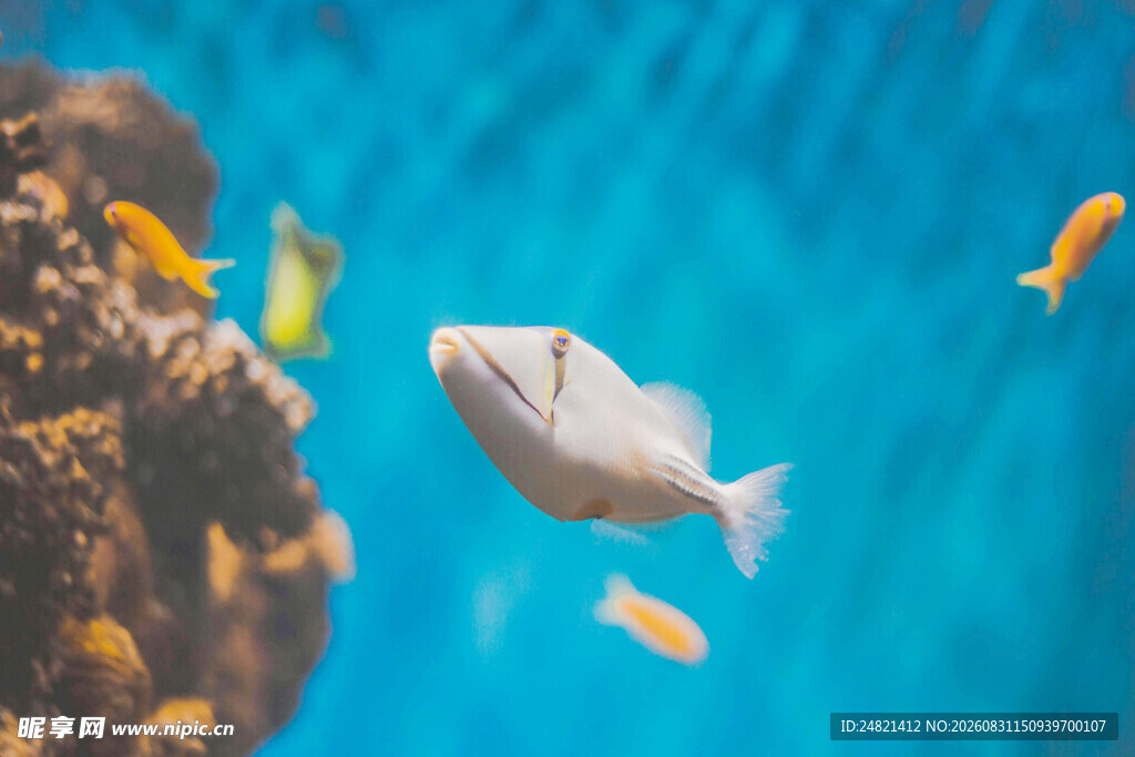 水族馆中灵动的多彩小鱼