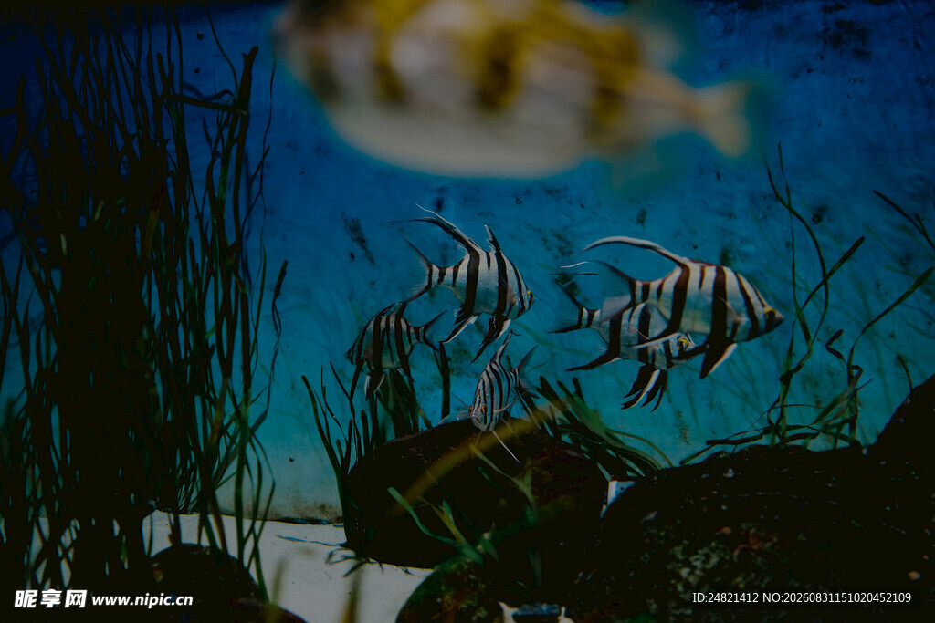 梦幻水族馆中的美丽热带鱼