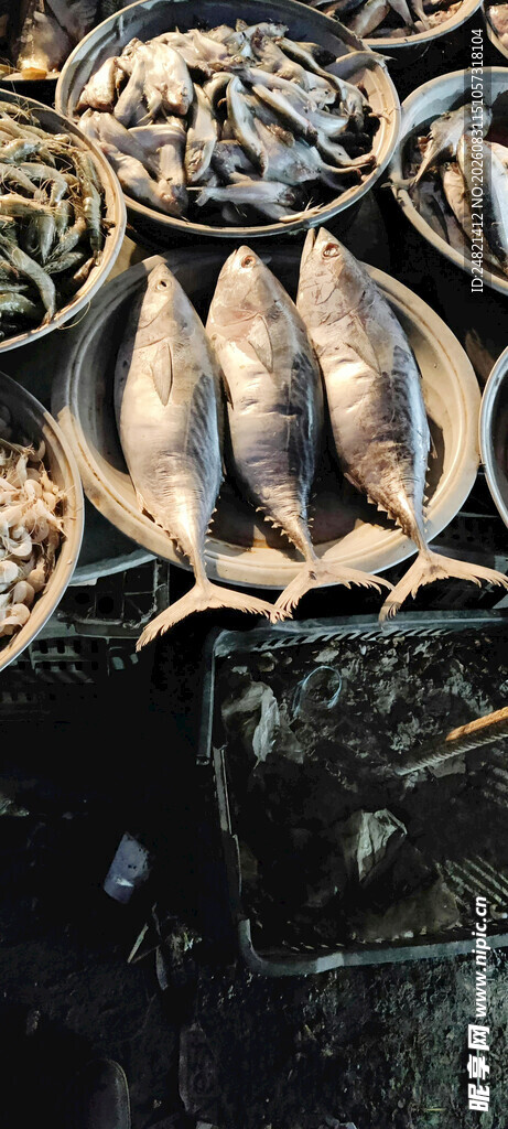 新鲜海鱼整齐陈列