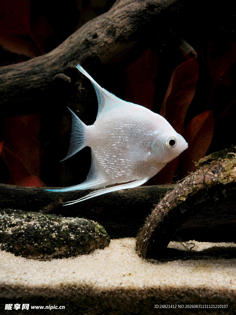 优雅白神仙鱼于水族箱中