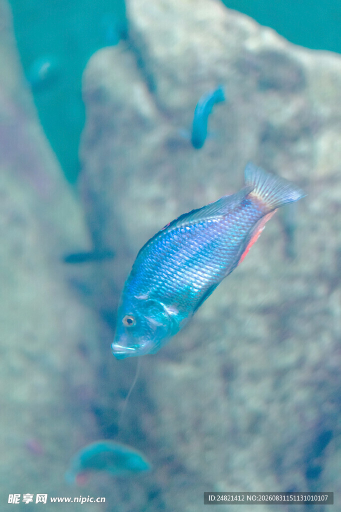 蓝色小鱼在水中游动