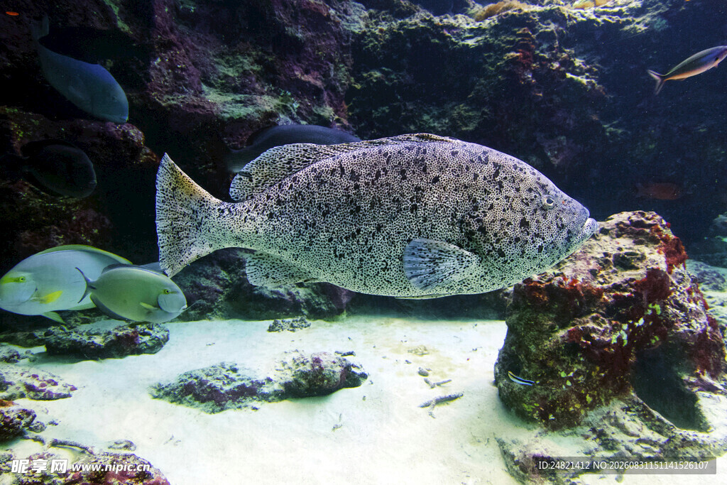 水族馆中的大鱼与珊瑚