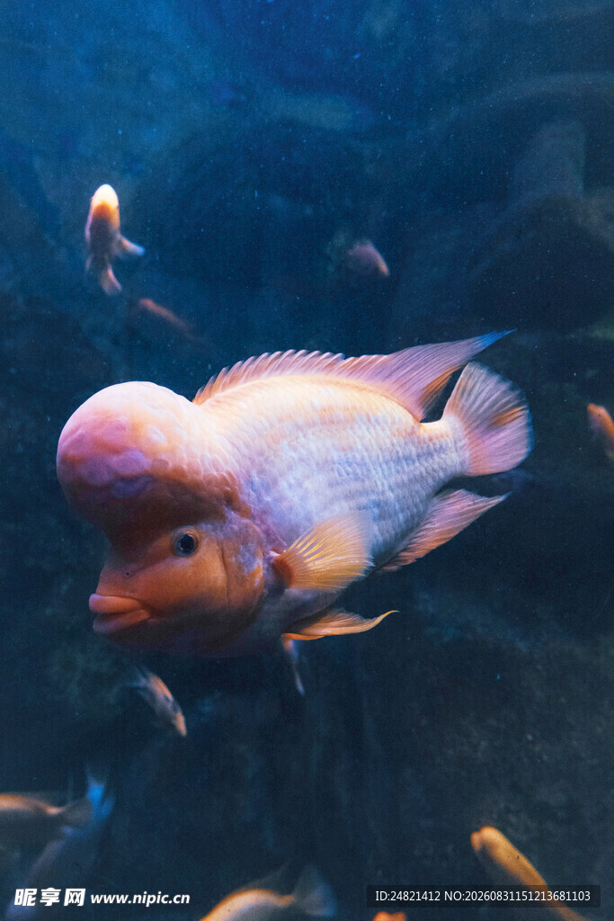 水族馆中多彩鱼类共游