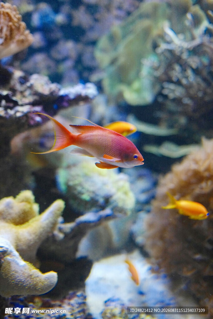 海底多彩小鱼与珊瑚景观