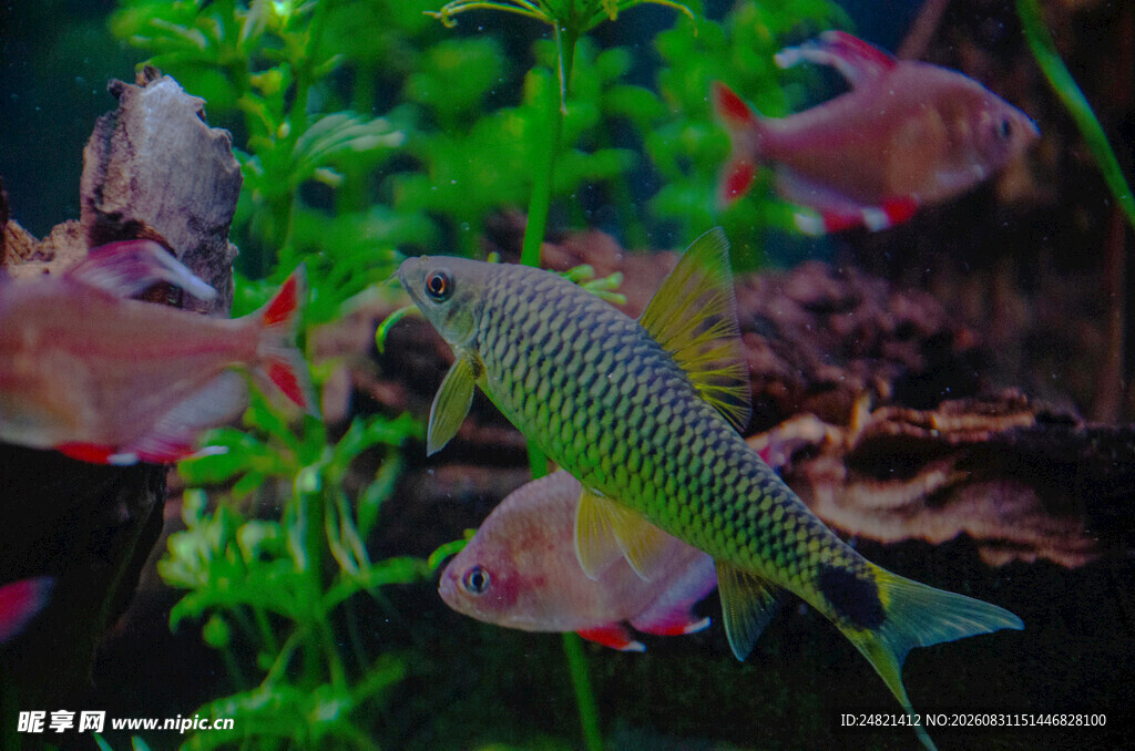 多彩水族箱中的灵动鱼儿