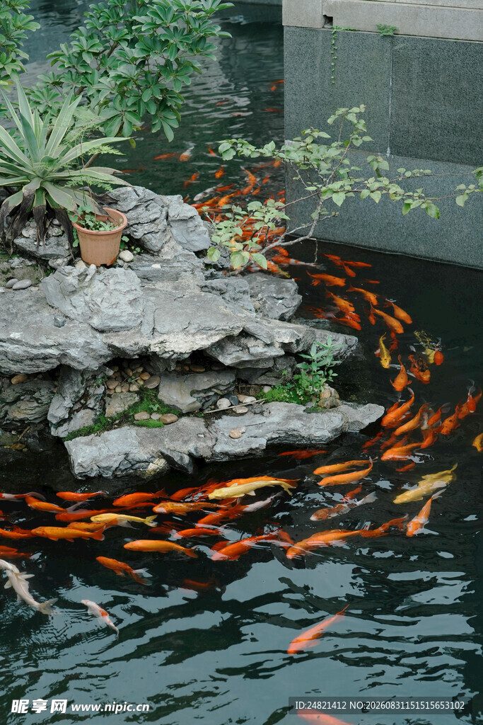 池塘锦鲤绕石嬉戏