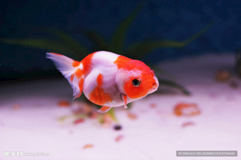 水中畅游的红白金鱼