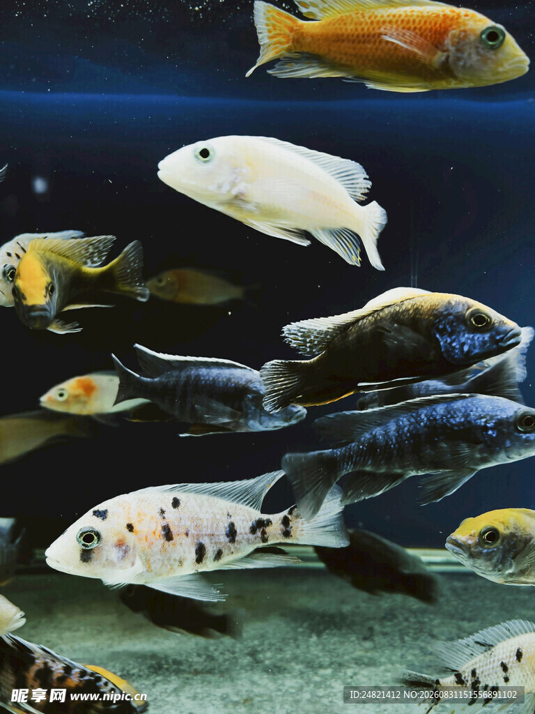 多彩观赏鱼在水中畅游