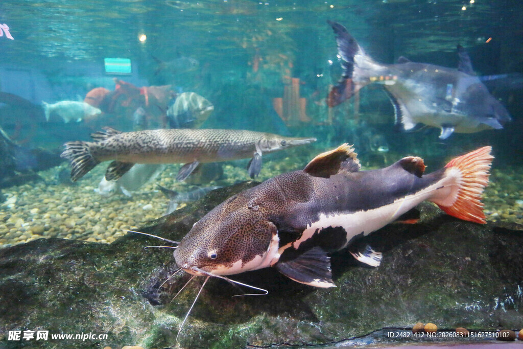 水族馆中的鲶鱼特写
