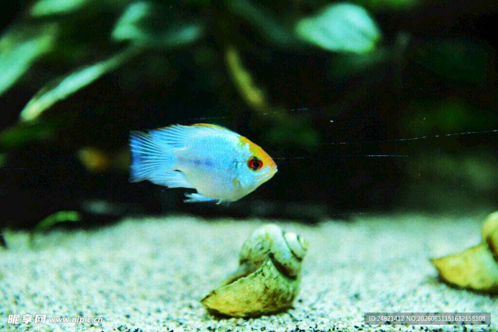 蓝色观赏鱼在沙石间游动