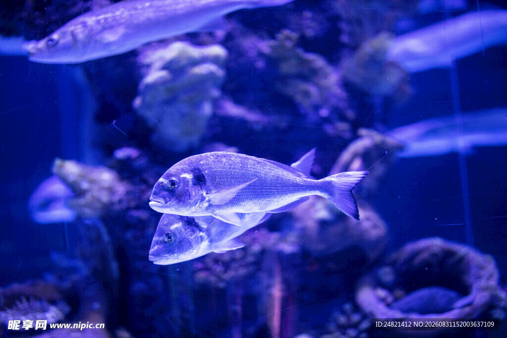水族馆中的多彩鱼类