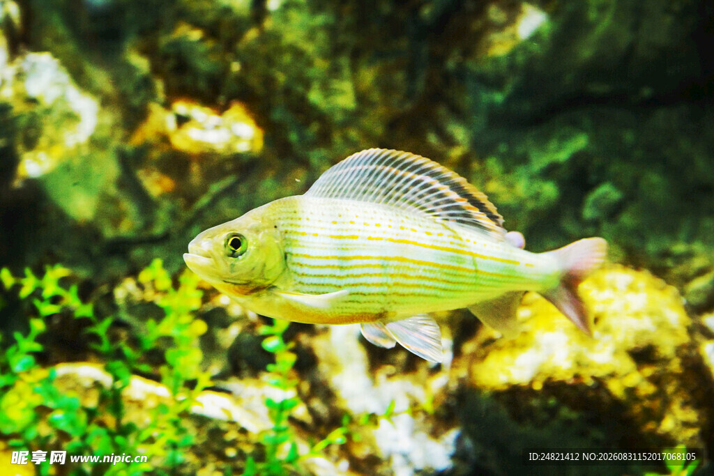 水族箱中的条纹观赏鱼