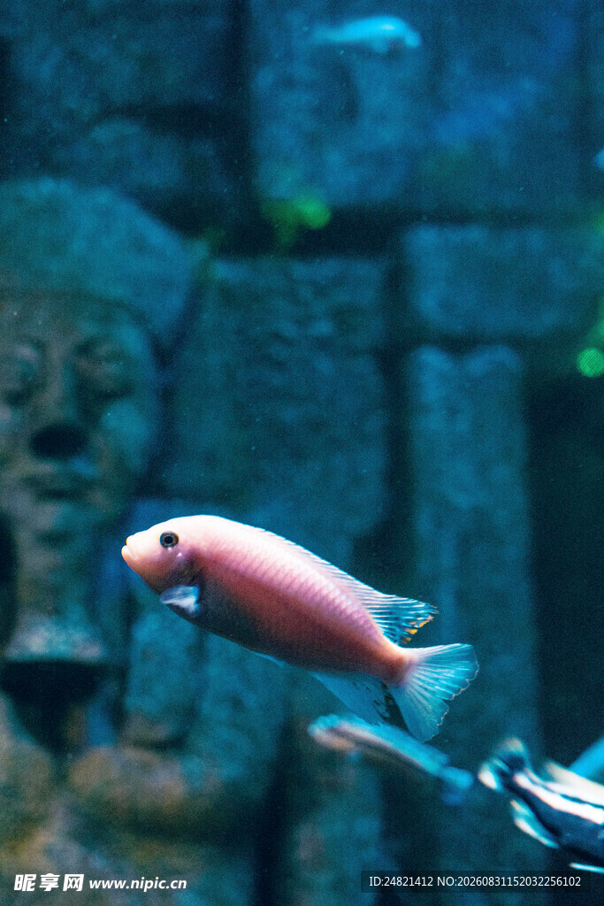 粉色小鱼于水族箱中游弋