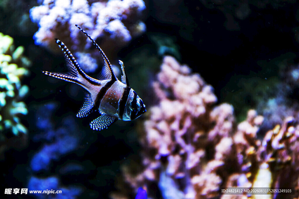 水族馆中优雅游动的条纹鱼