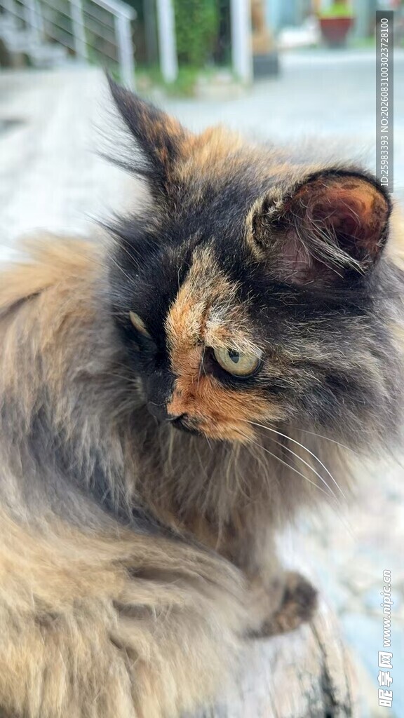 猫