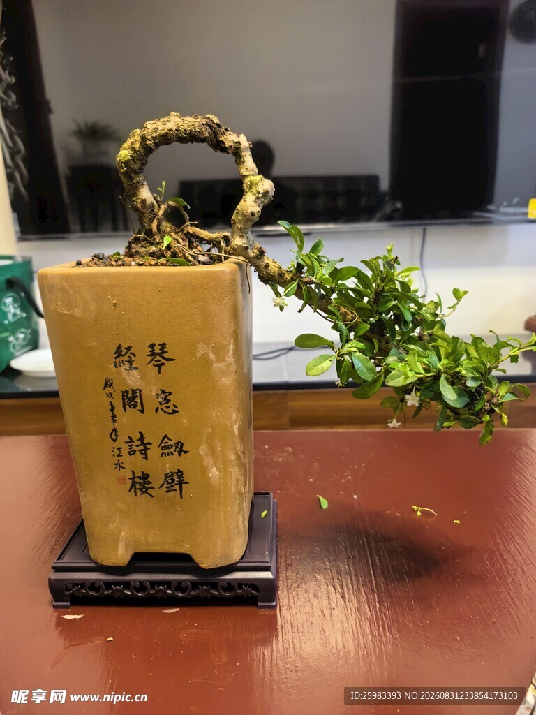 盆景