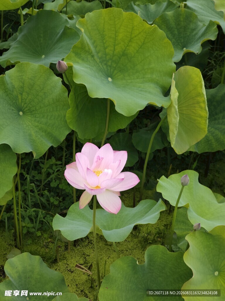 粉色荷花绽放于荷叶间