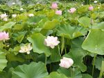 夏日荷塘绽放的粉嫩荷花