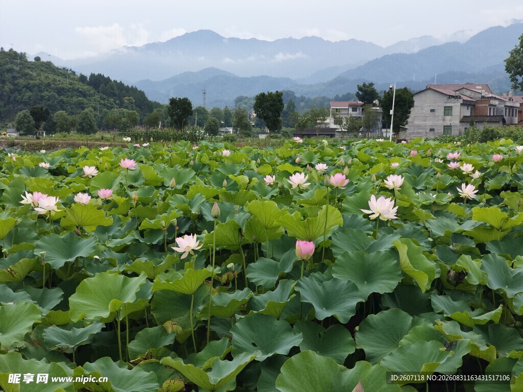 荷塘美景 远山村落相衬