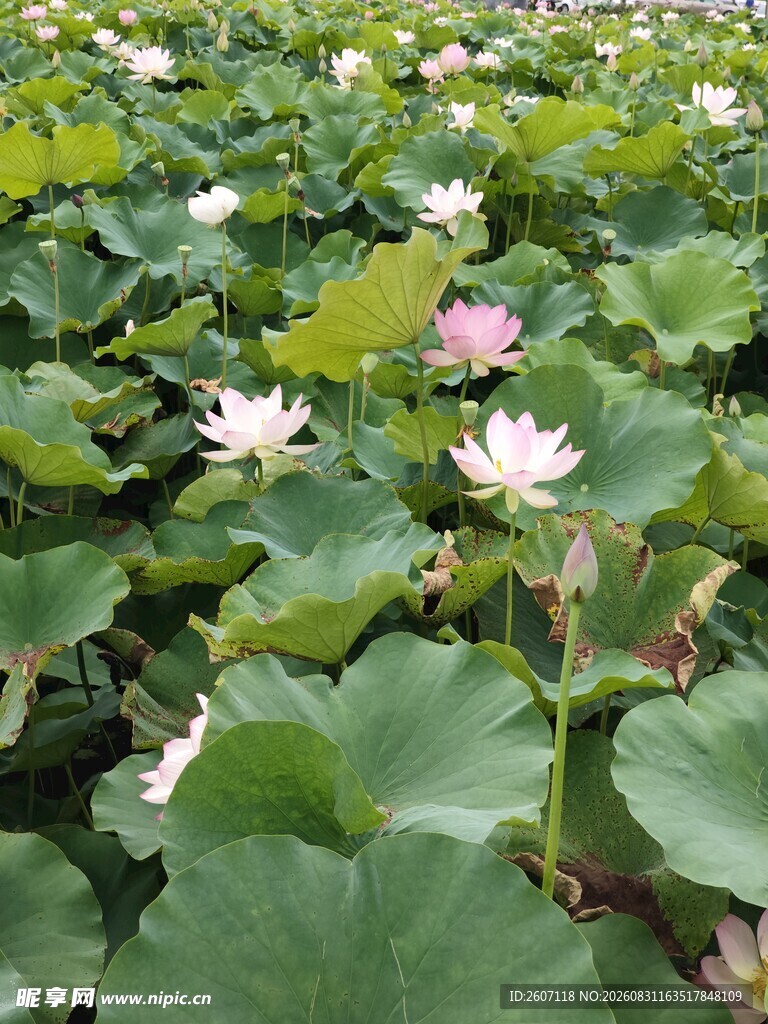 夏日荷塘荷花绽放