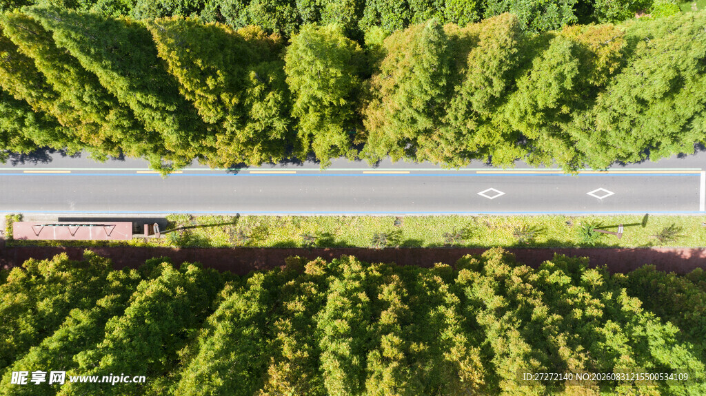 林间公路绿意盎然的风景