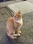 街边橘猫静坐