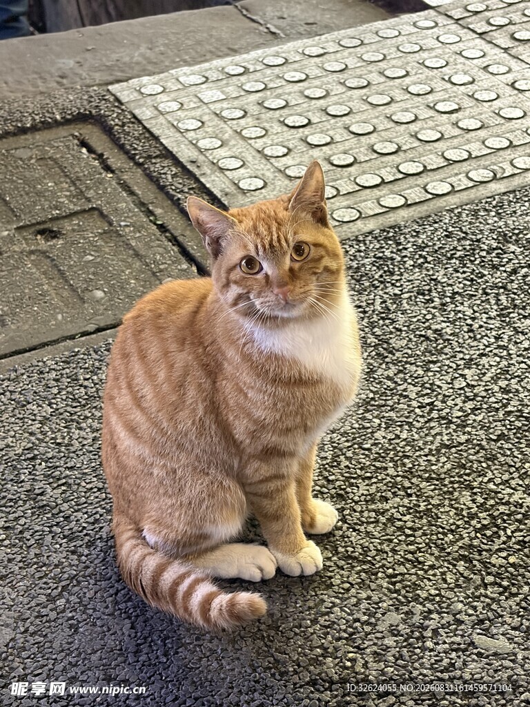 街边橘猫静坐
