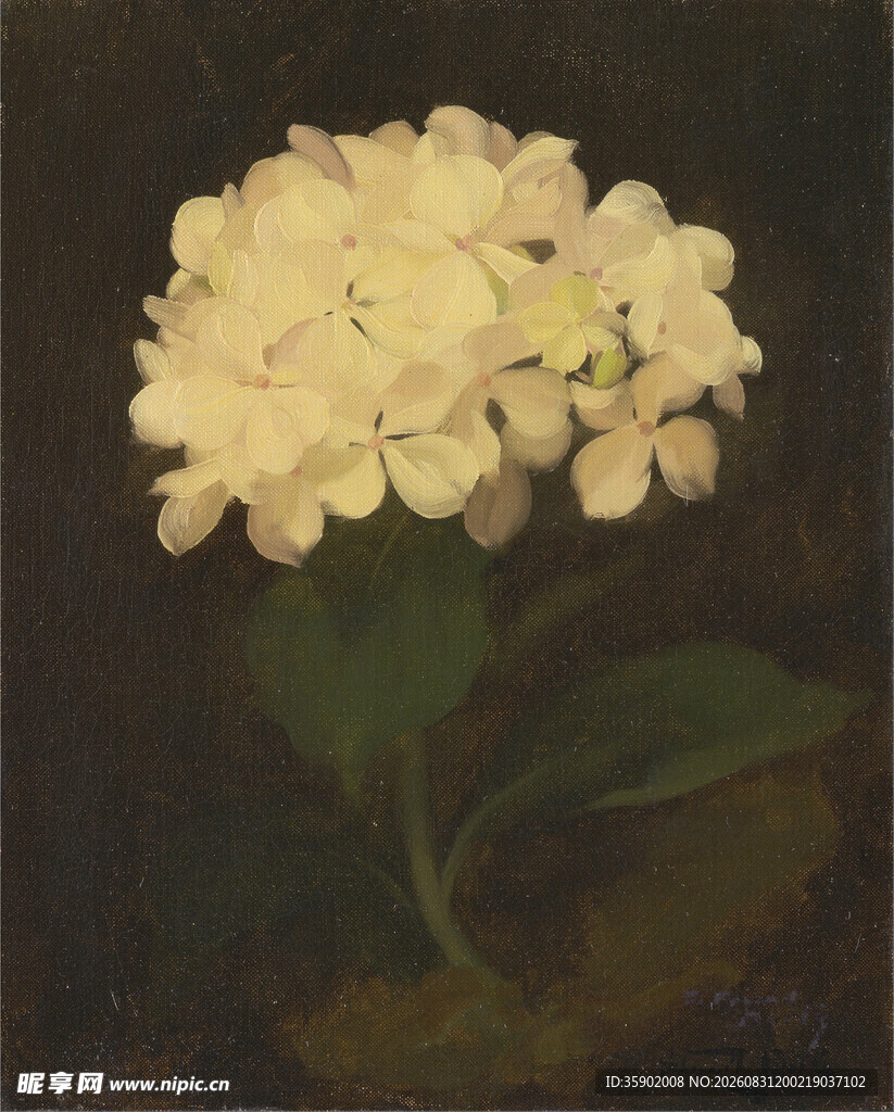 黄色绣球花静物油画