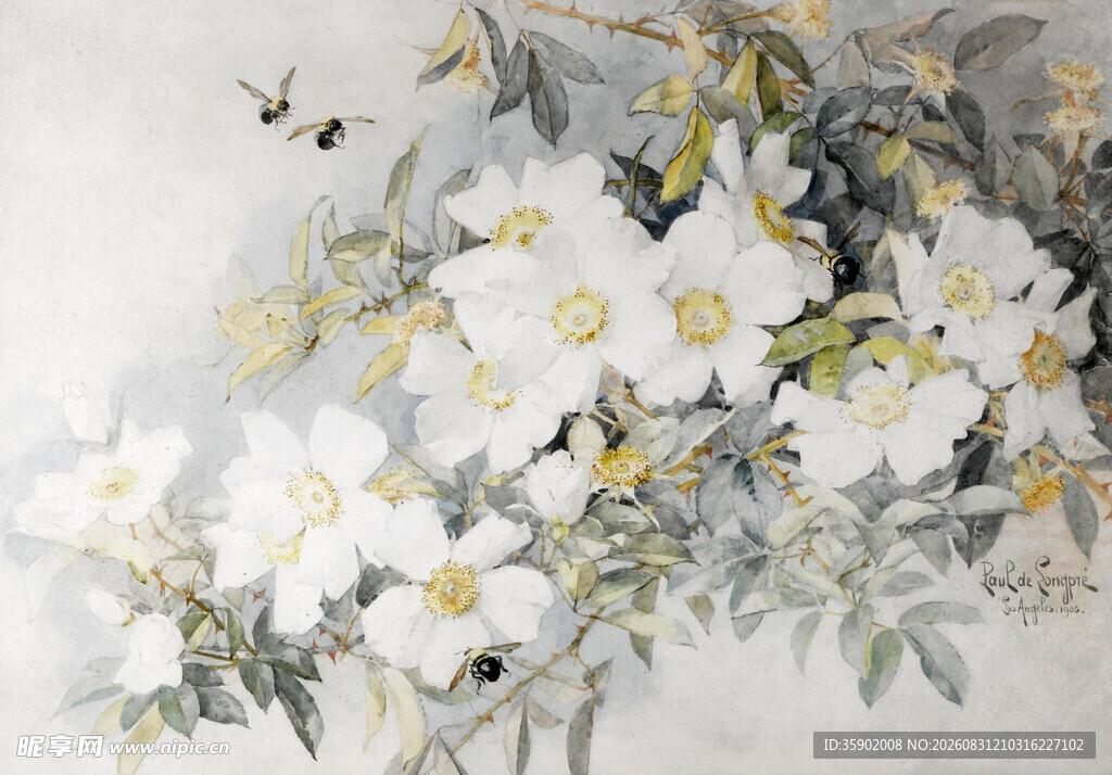 白蔷薇花卉绘画作品