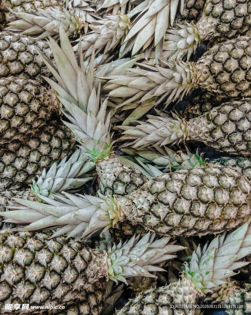 一堆新鲜菠萝