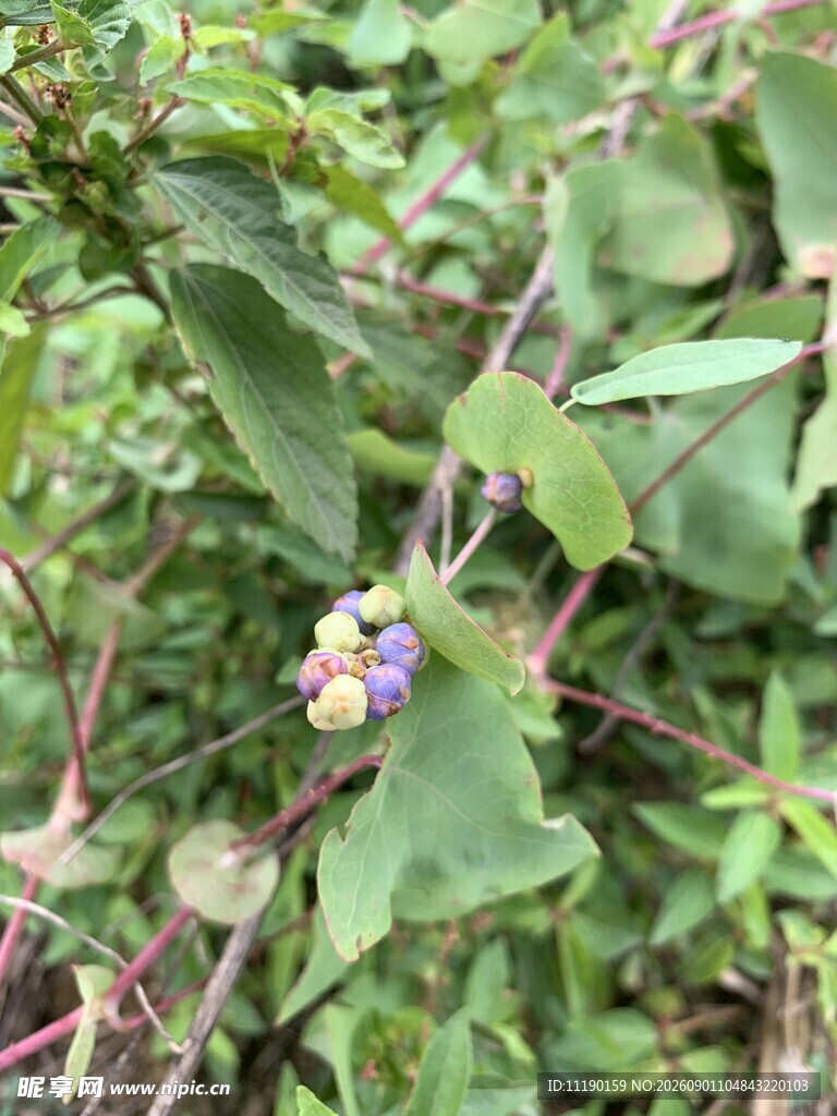 仙鹤草