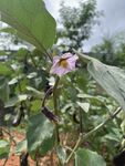 茄子花