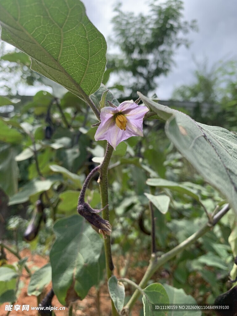 茄子花