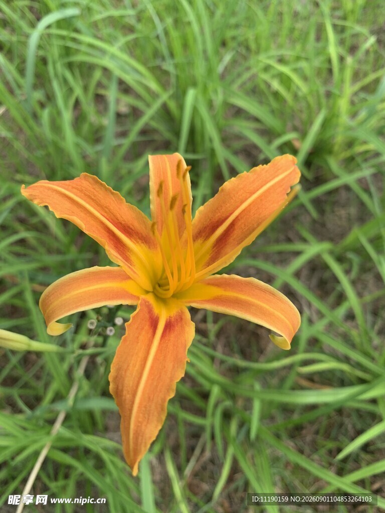 忘忧草