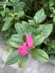 粉色杜鹃花苞