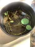 初放的碗莲