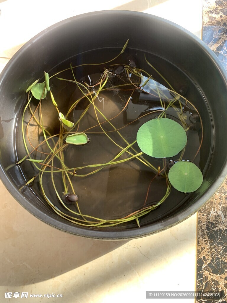初放的碗莲