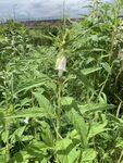 一株芝麻