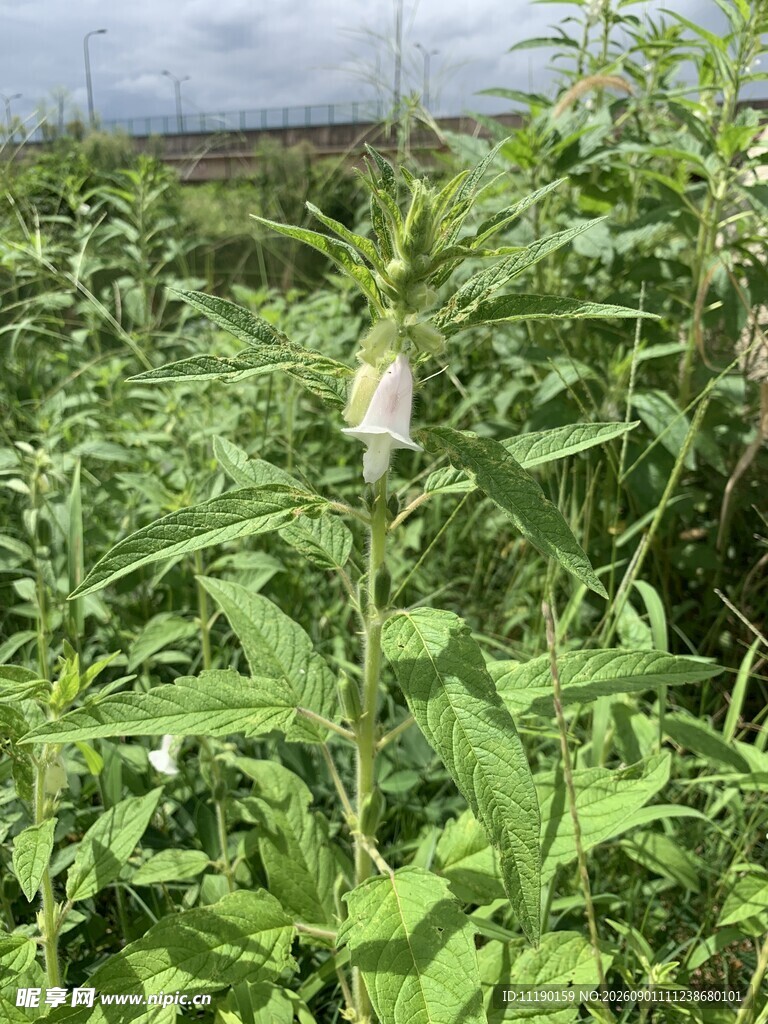 一株芝麻