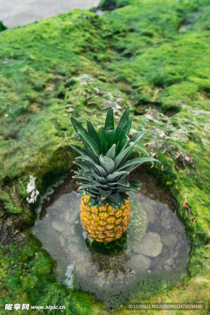 草地上的新鲜菠萝