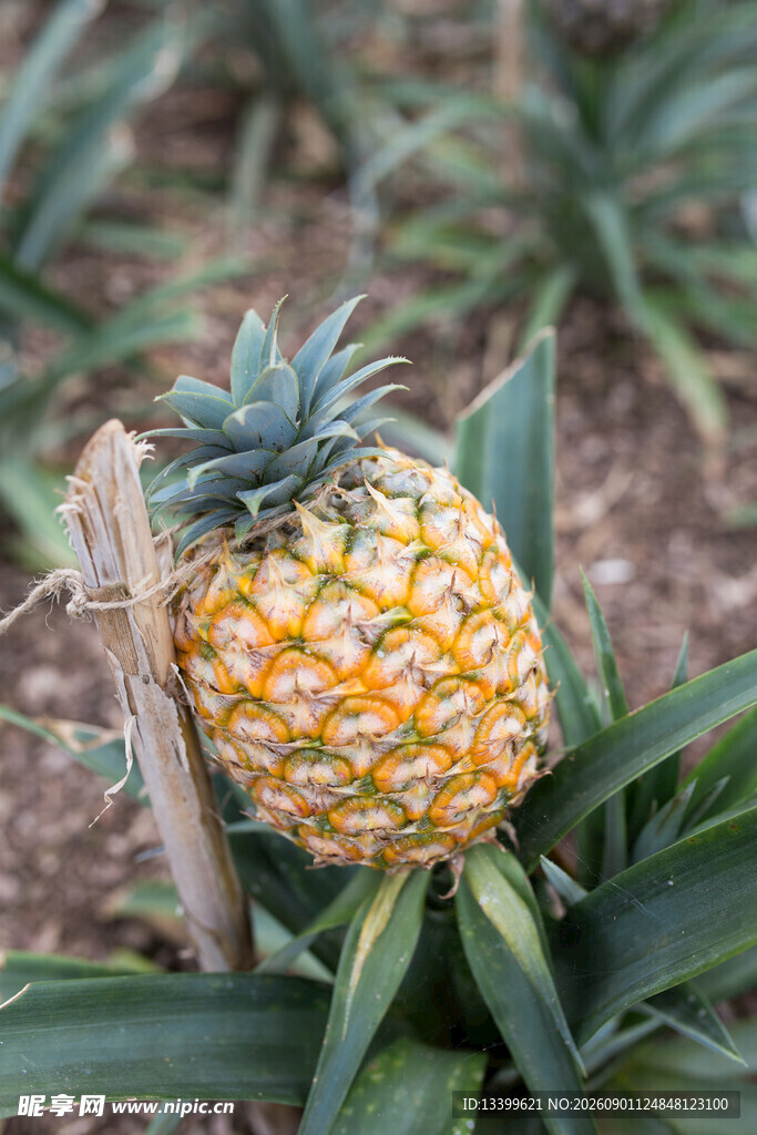 田间成熟的新鲜菠萝