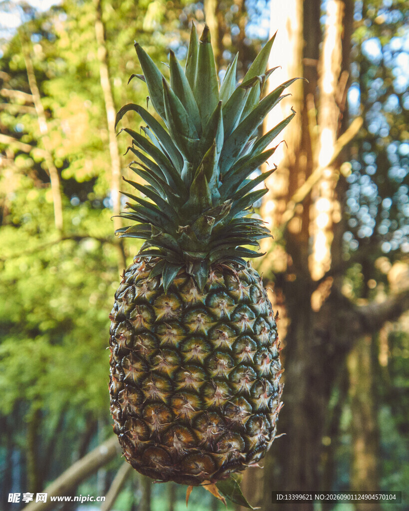 悬挂的新鲜菠萝