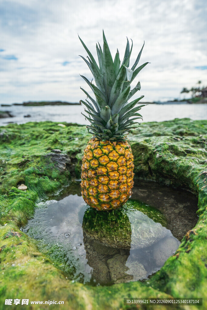 海边独特生长的金黄菠萝