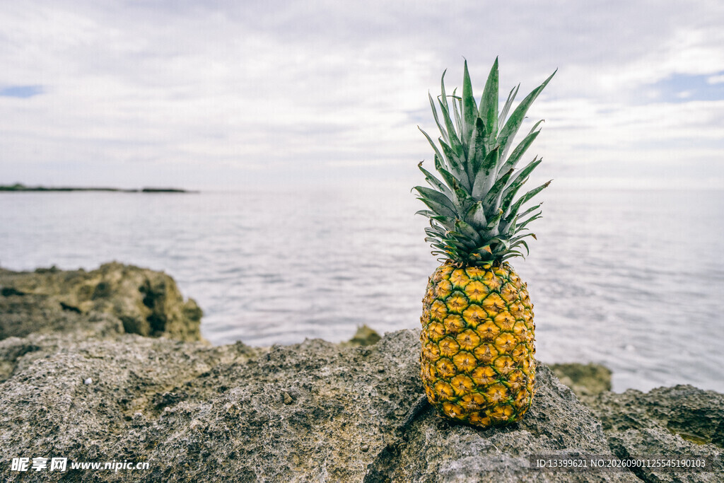 海边岩石上的金黄菠萝