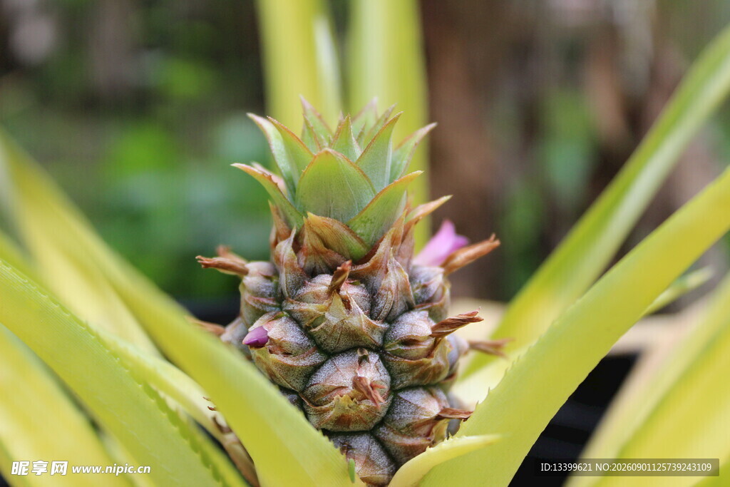 小菠萝植株特写