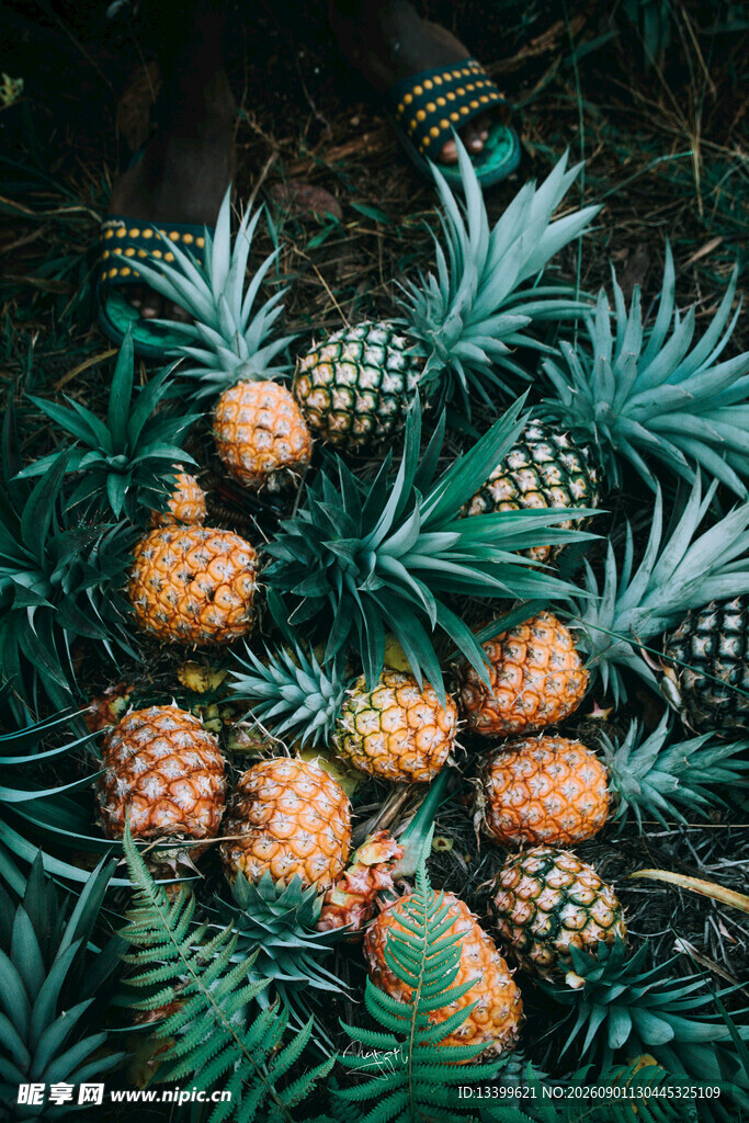 地上摆放的新鲜菠萝