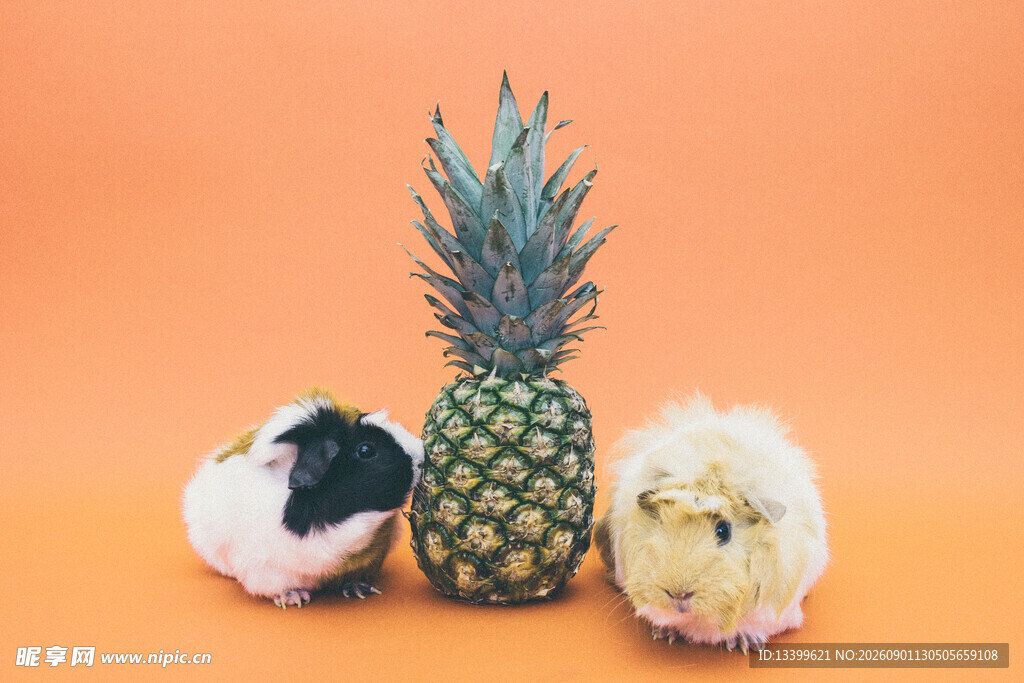豚鼠与菠萝的可爱同框