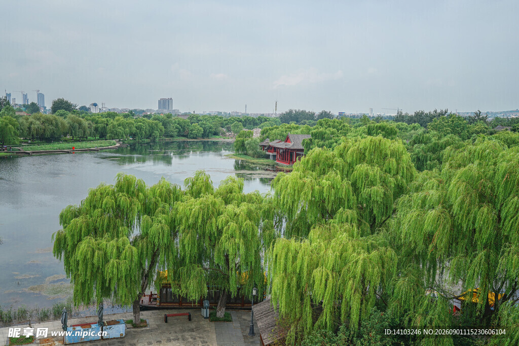 河畔垂柳绿意盎然的景致